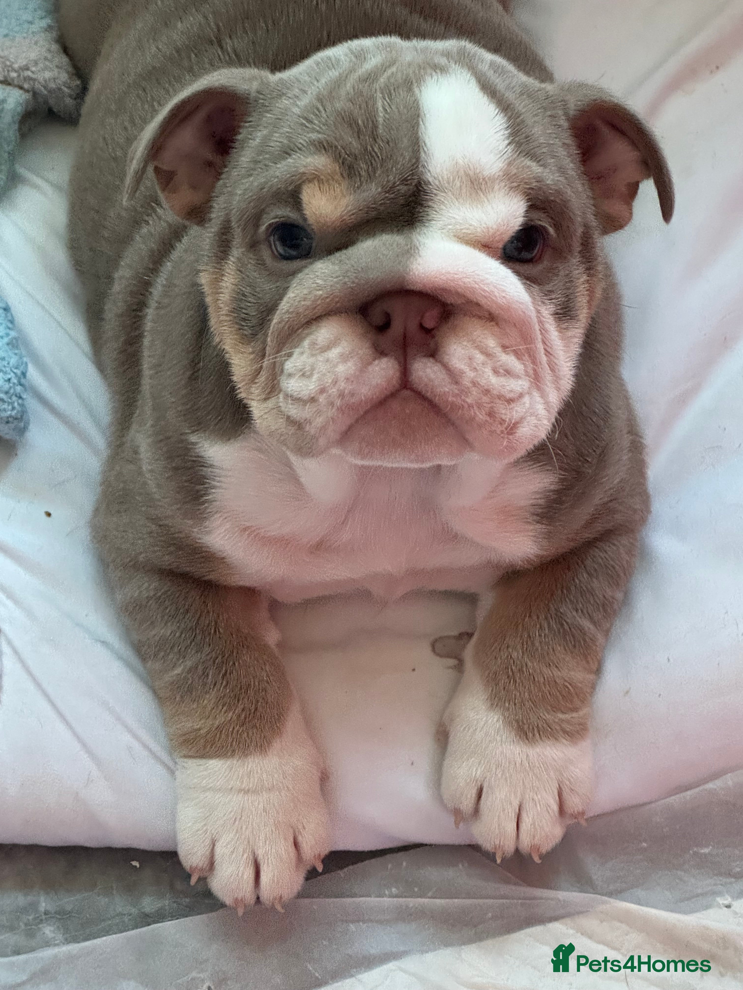 English Bulldog dogs English bulldogs  - Advert 9