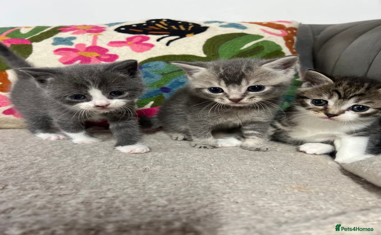 British Shorthair cats - Advert 2