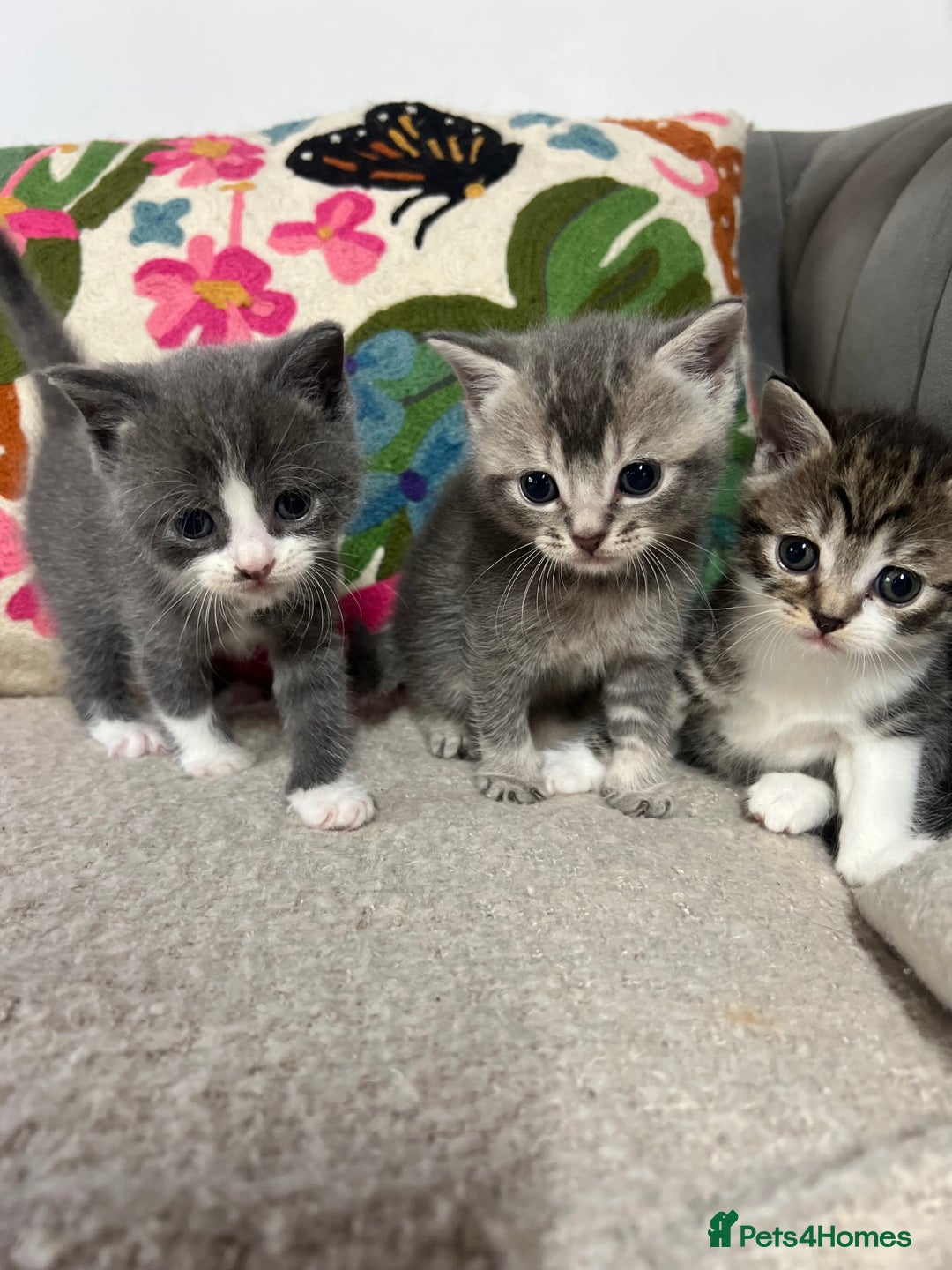 British Shorthair cats for sale: British shorthair mix kittens open to offers - Image 1