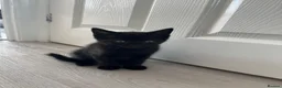 Mixed Breed cats for sale: Lovely kittens ready for loving homes - Advert 12