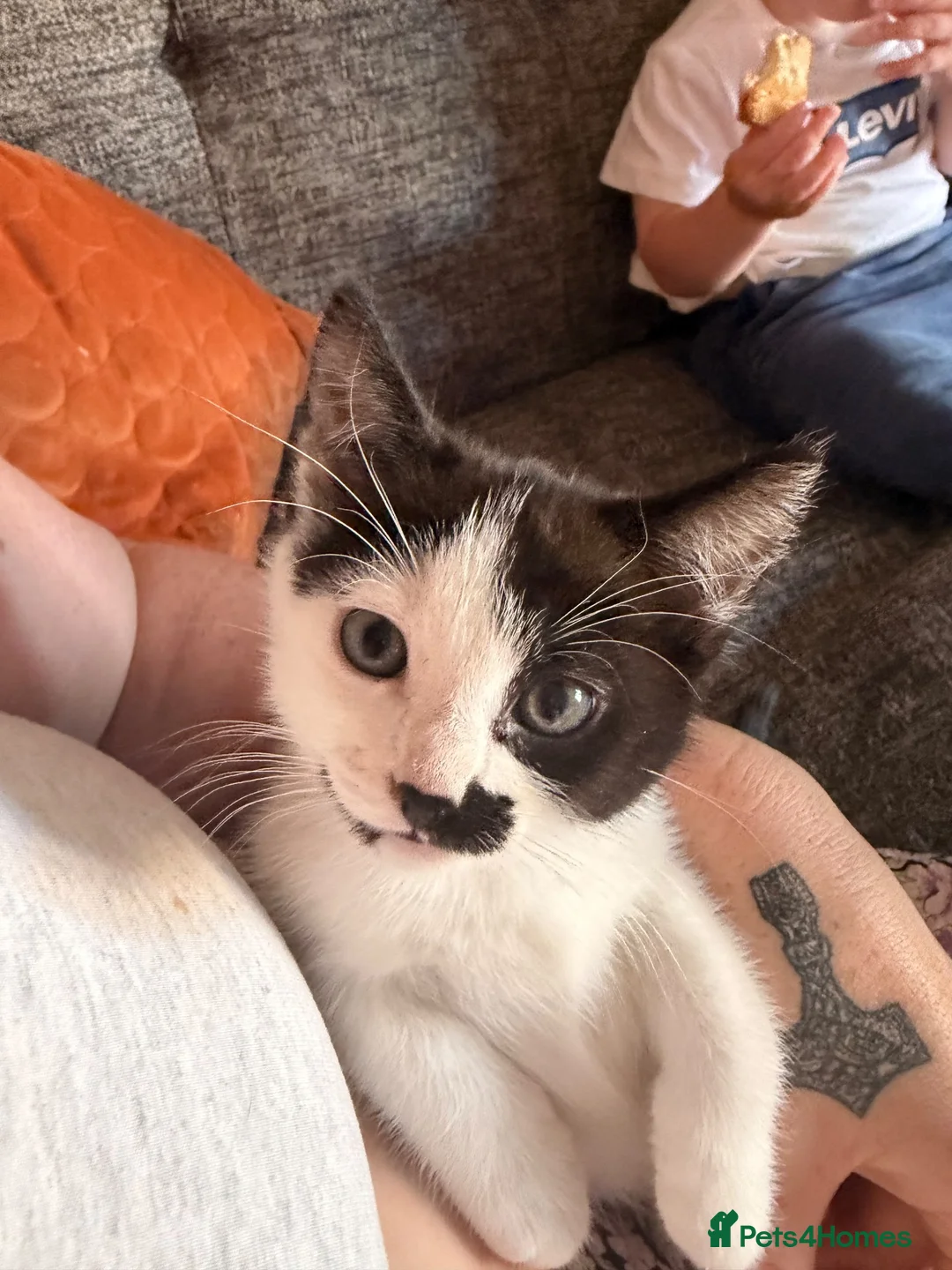 Mixed Breed cats for sale: Tuxedo kitten   - Advert 8
