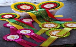 Ragdoll cats for sale: GRAND Champion European Line kittens.FULL PEDIGREE - Image 4