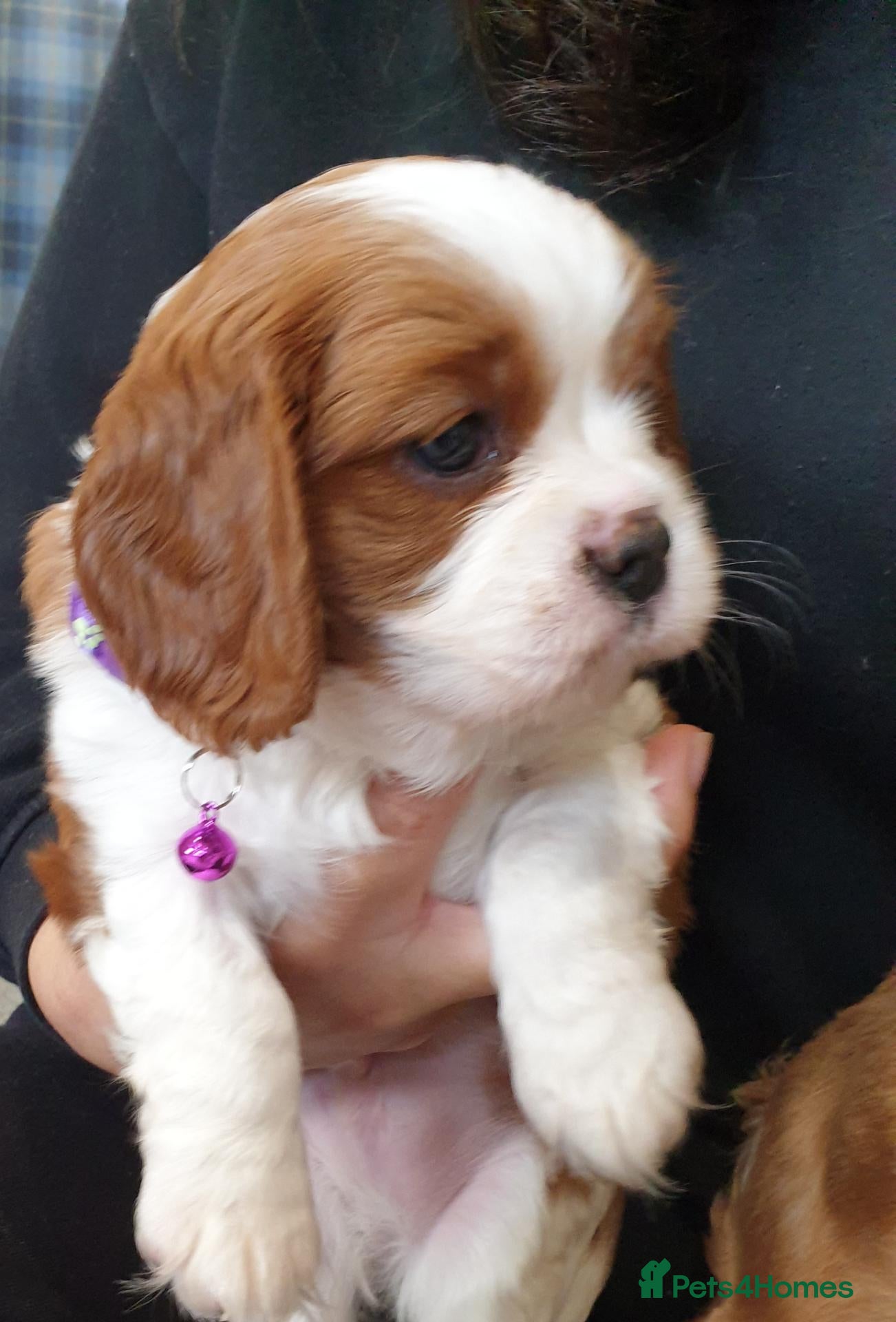 Cavalier King Charles Spaniel dogs for sale: K.C. reg. Cavalier King Charles Spanel - Advert 2