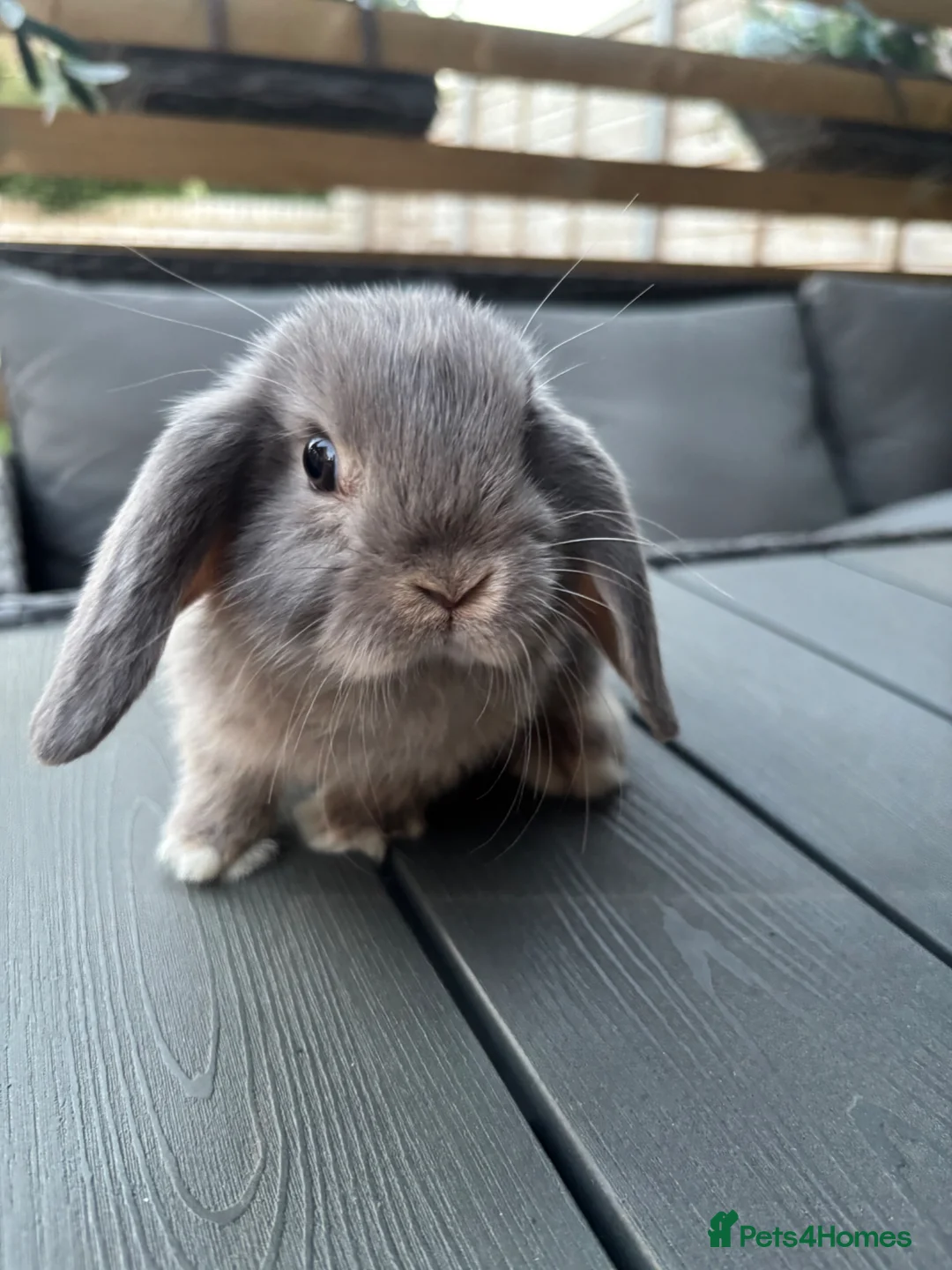 Mini Lop rabbits for sale: Mini lop female - Advert 6