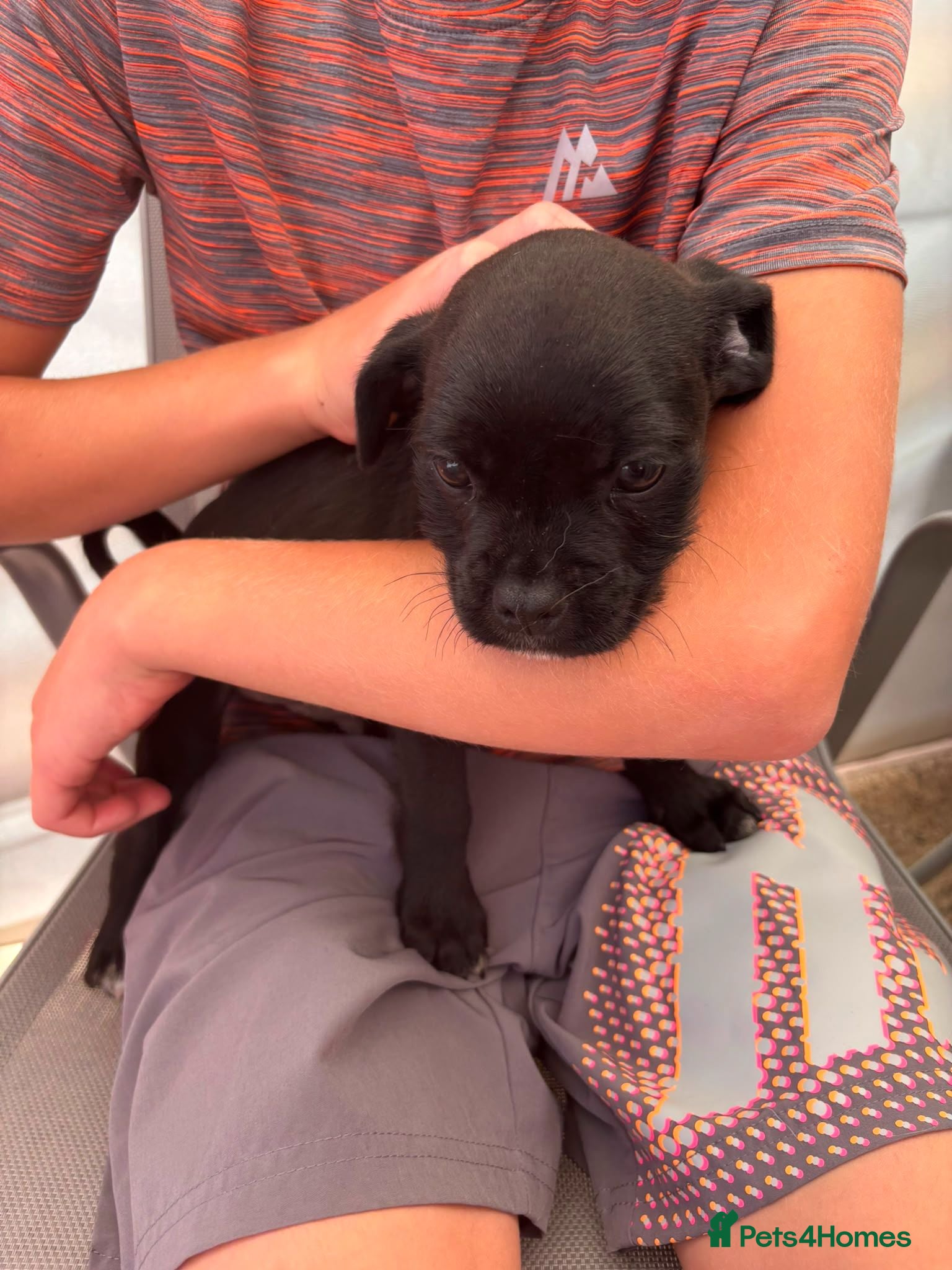 Jug dogs Beautiful boy Jug Puppies Ready Now - Advert 2