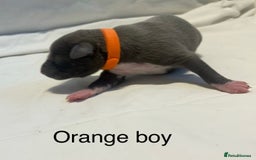 Whippet dogs for sale: Stunning KC whippet puppies  - Image 15