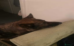 German Shepherd dogs for sale: Playful Smart German Shepherd Needs Home - Advert 6