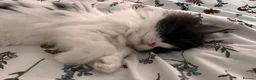 Ragdoll cats for sale: Last Ragdoll x Persian female available! - Advert 5