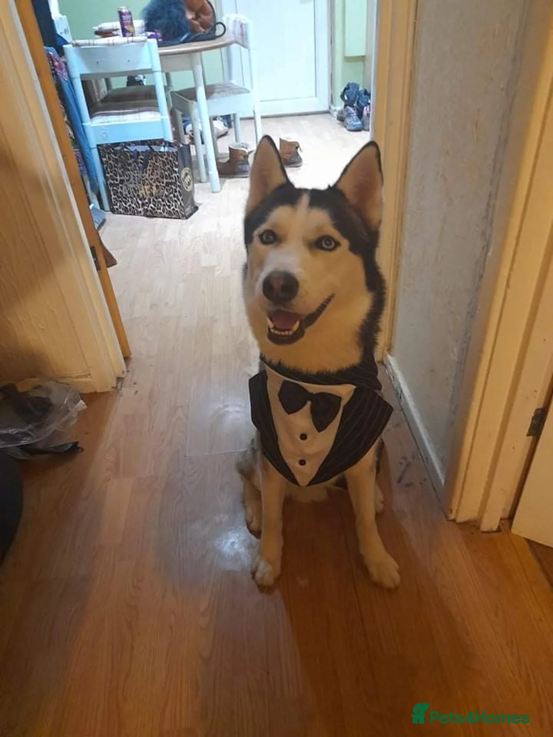 Siberian Husky dogs for stud: BLUE EYED HUSKY FOR STUD in Doncaster - Advert 14