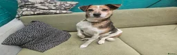 Mixed Breed dogs for adoption: Beauty for adoption - Advert 3