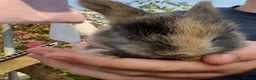 Mini Lop rabbits for sale: 2 beautiful baby bunnies - Advert 2