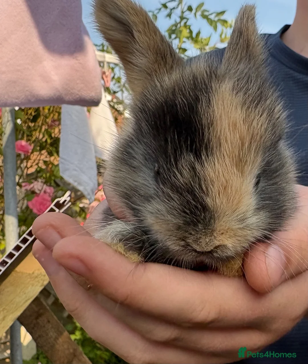 Mini Lop rabbits for sale: 2 beautiful baby bunnies - Advert 2