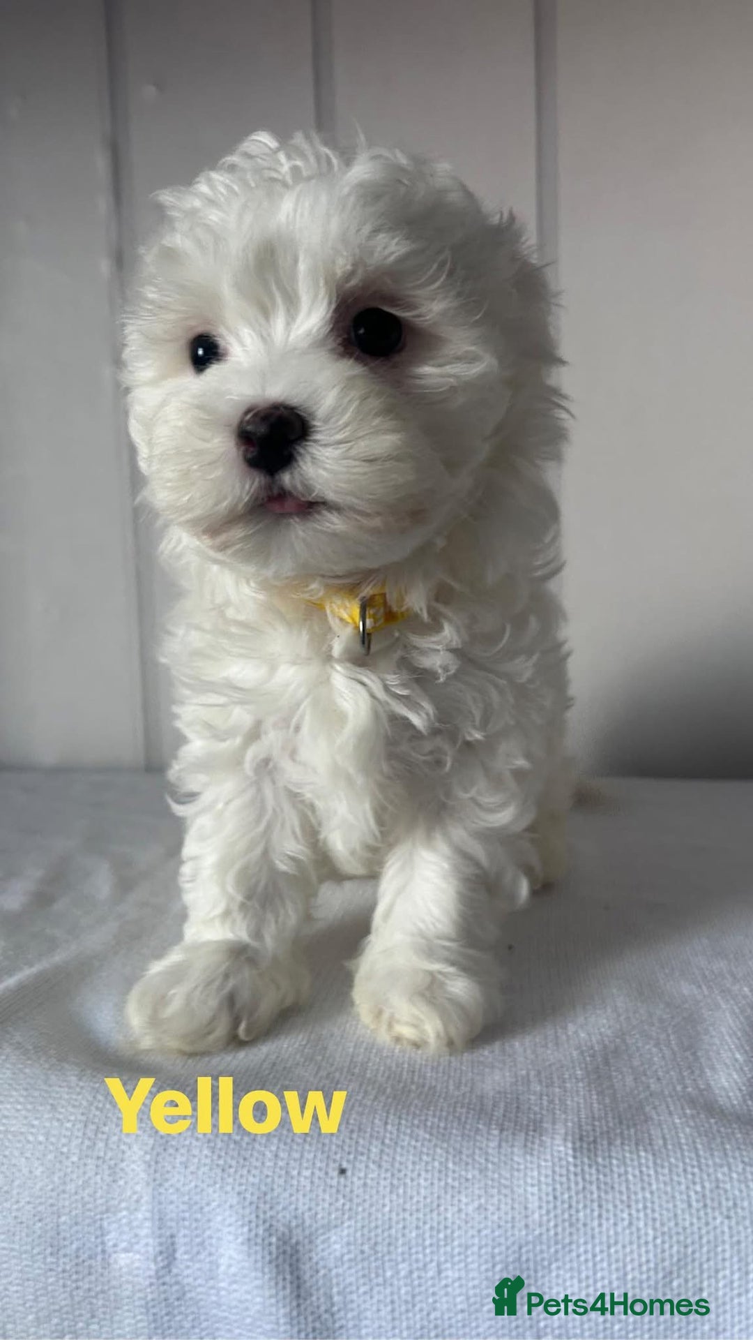 Maltese dogs for sale: Adorable Maltese Puppies for Sale  - Advert 6