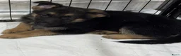 German Shepherd dogs for sale: Germans Shepard 🐶  - Advert 7
