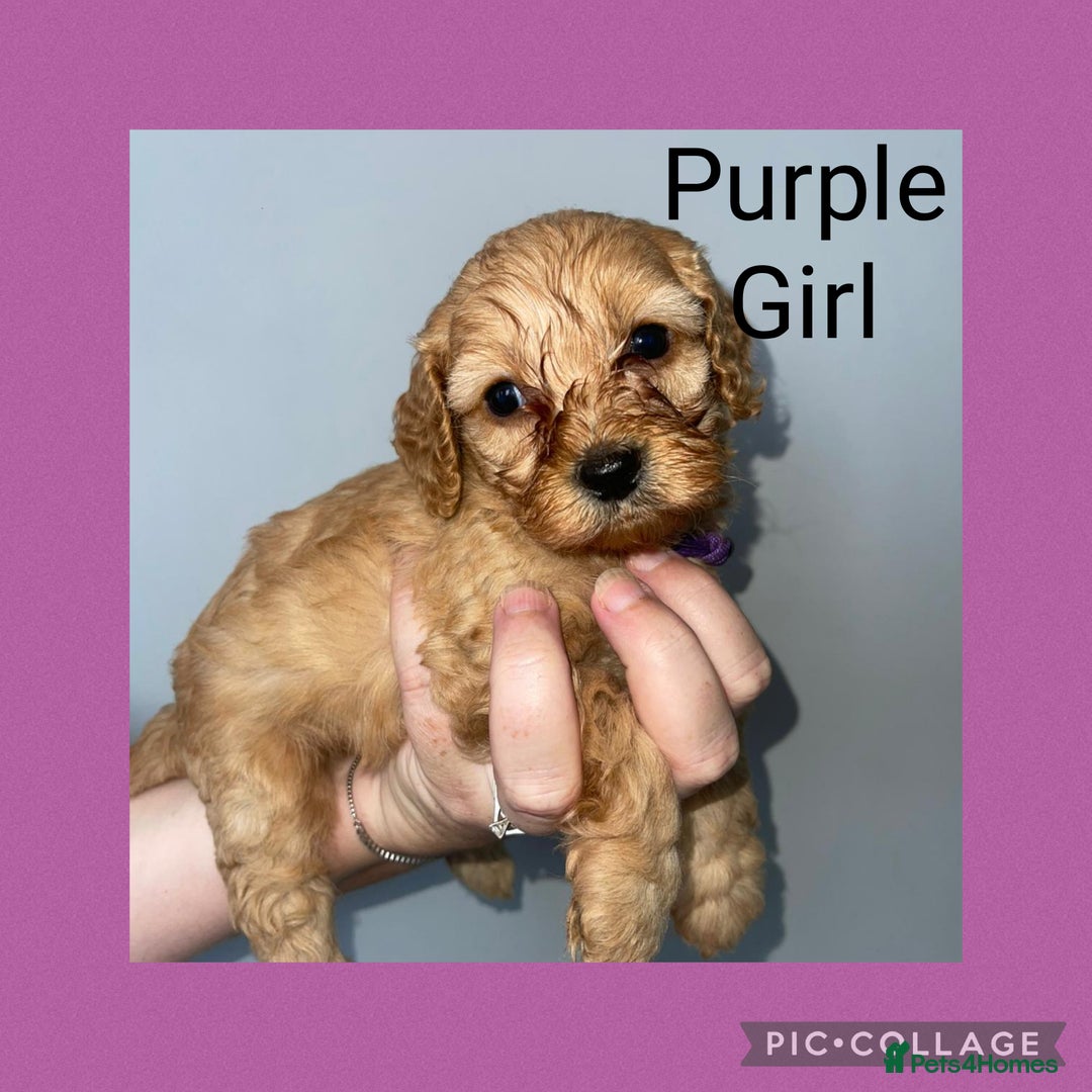 Cavapoo dogs for sale: Beautiful Cavapoo Puppies – 7 Girls & 4 Boys  - Image 8