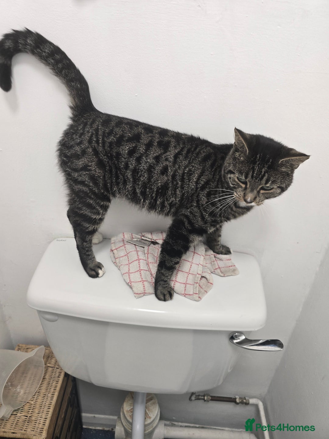 Domestic Shorthair cats for sale: Mario - Image 3