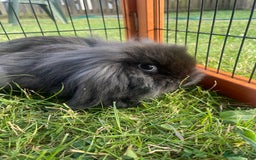 Mini Lop rabbits for sale: Male mini lop babies READY TO LEAVE  - Image 30