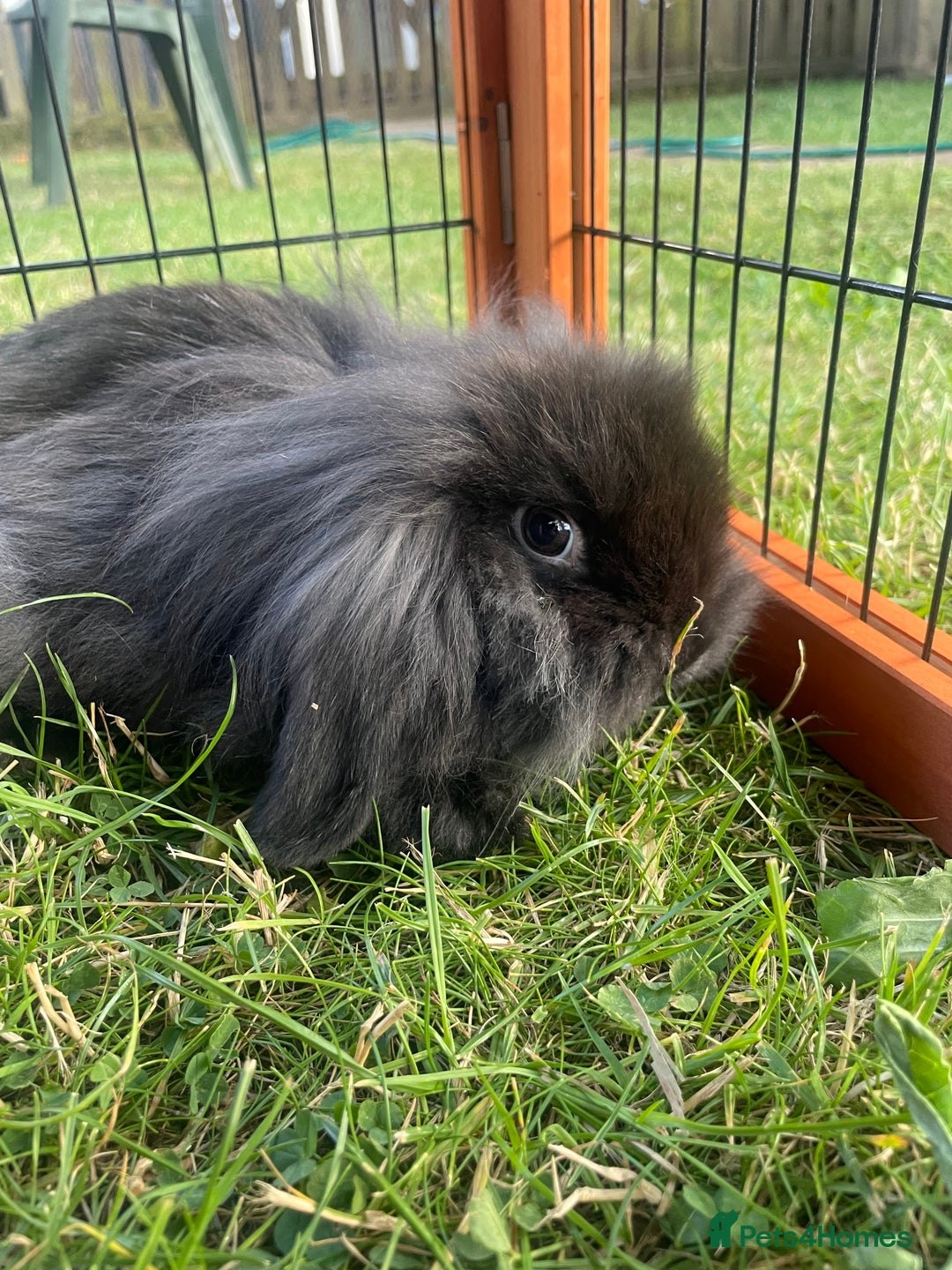 Mini Lop rabbits for sale: Male mini lop babies READY TO LEAVE  - Image 30
