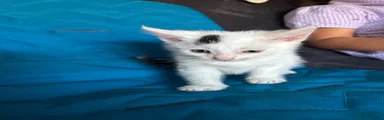 American Shorthair 2