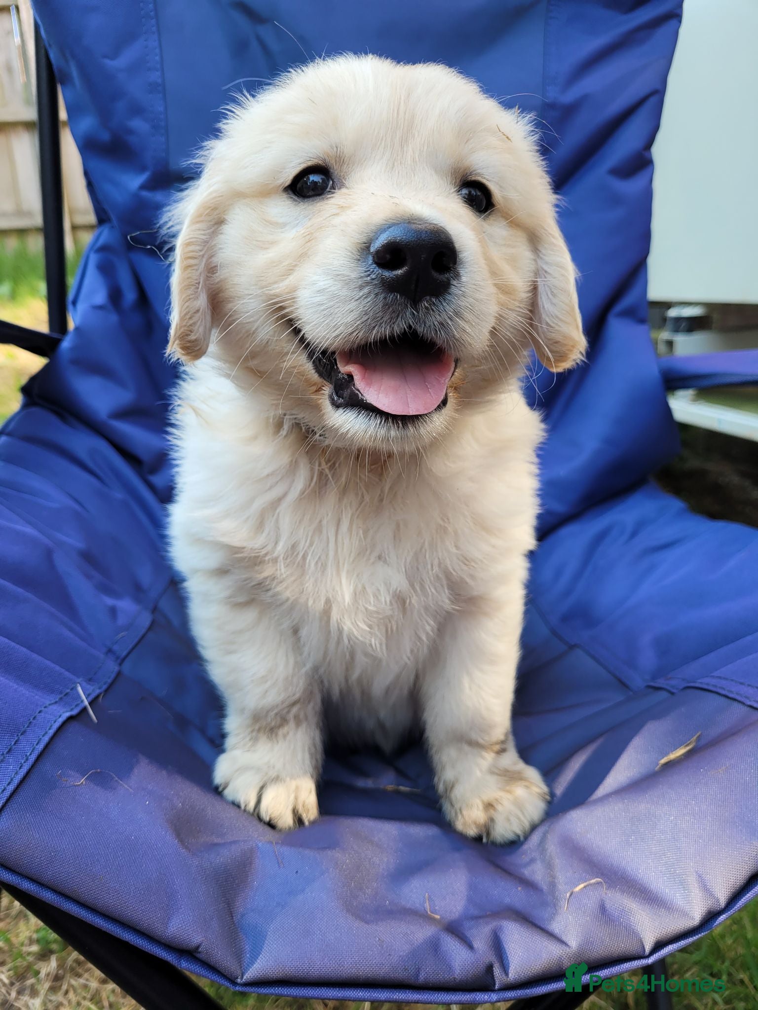 Golden Retriever dogs Beautiful snowy white boy and girl  - Advert 4