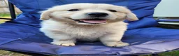Golden Retriever dogs for sale: Beautiful snowy white boy and girl  in Scarborough - Advert 4