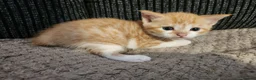 Mixed Breed cats for sale: 3 beautiful kittens  in Stockton-on-Tees - Advert 13