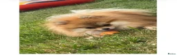 Pomeranian dogs for sale: KC Registered Pomeranian Puppies in Scunthorpe - Advert 3