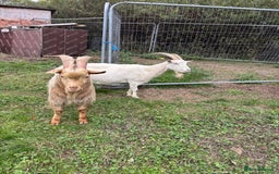 Goats livestock for sale: 2 goats for sale.  - Image 2