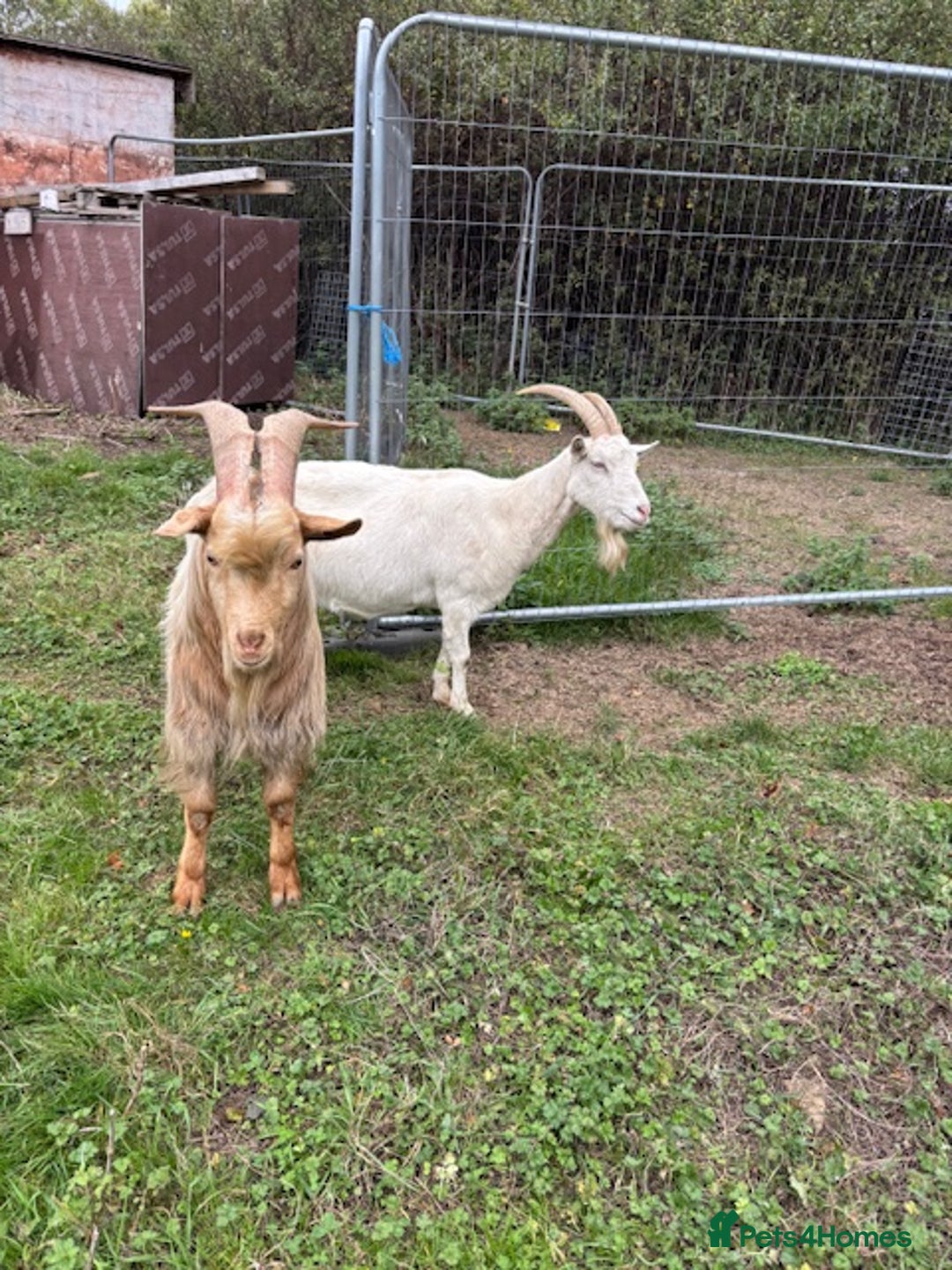 Goats livestock for sale: 2 goats for sale.  - Image 2