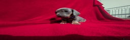 Miniature Dachshund dogs for sale: Miniature dashunds blue and tan - Advert 15