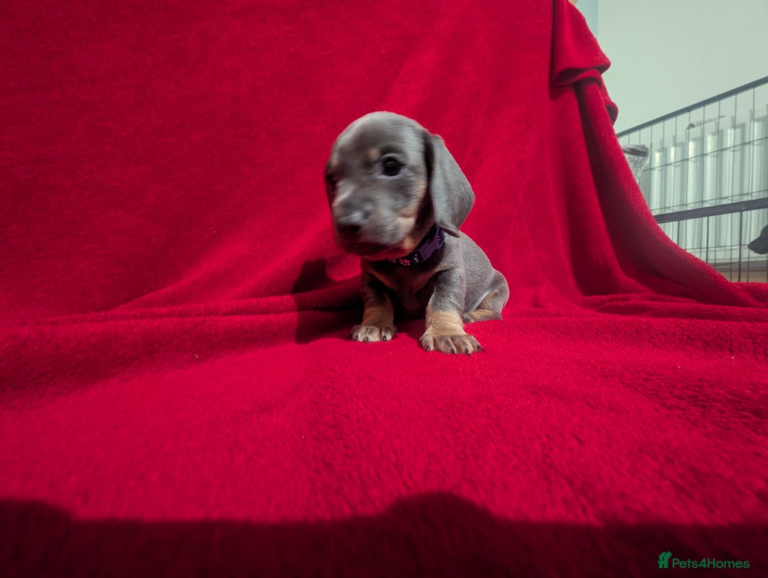 Miniature Dachshund dogs for sale: Miniature dashunds blue and tan - Advert 15