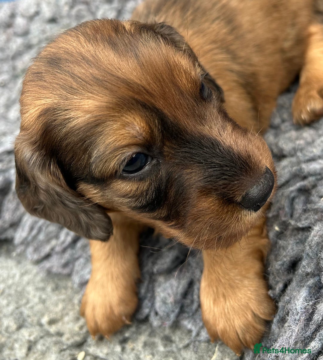 Dachshund dogs for stud: LONGHAIRED KC REG TRI COLOURED STANDARD FOR STUD  in Lancaster - Advert 21
