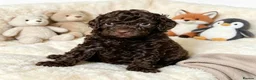 Mixed Breed dogs for sale: ADORABLE F1BB GOLDENDOODLE PUPPIES - Advert 21
