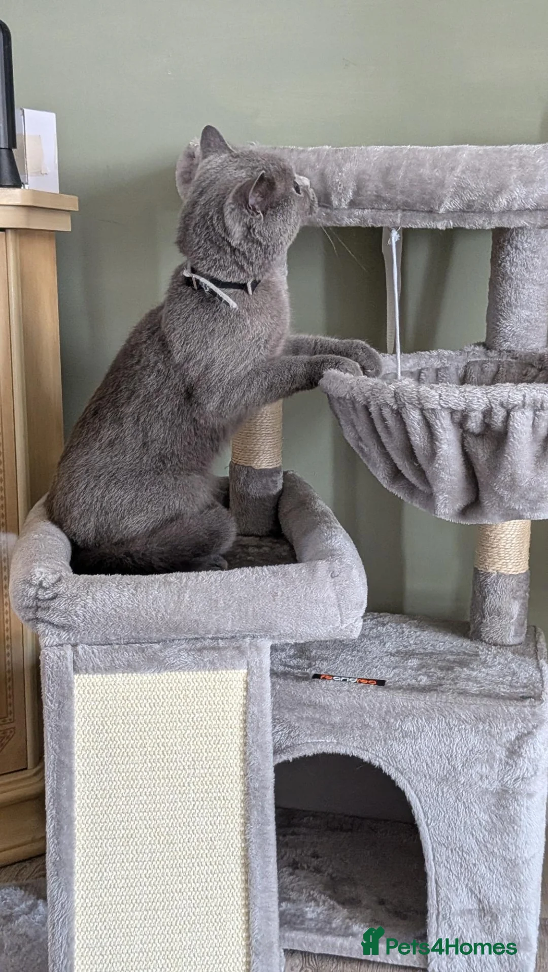 British Shorthair cats for sale: British shorthair female  - Advert 4