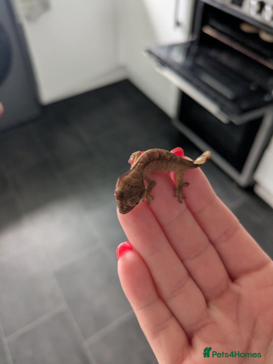 Gecko reptiles for sale: Crested geckos  - Image 3