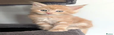 Maine Coon 2