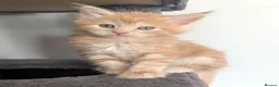Maine Coon cats for sale: Three rare ginger and white Maine Coon females  - Advert 2