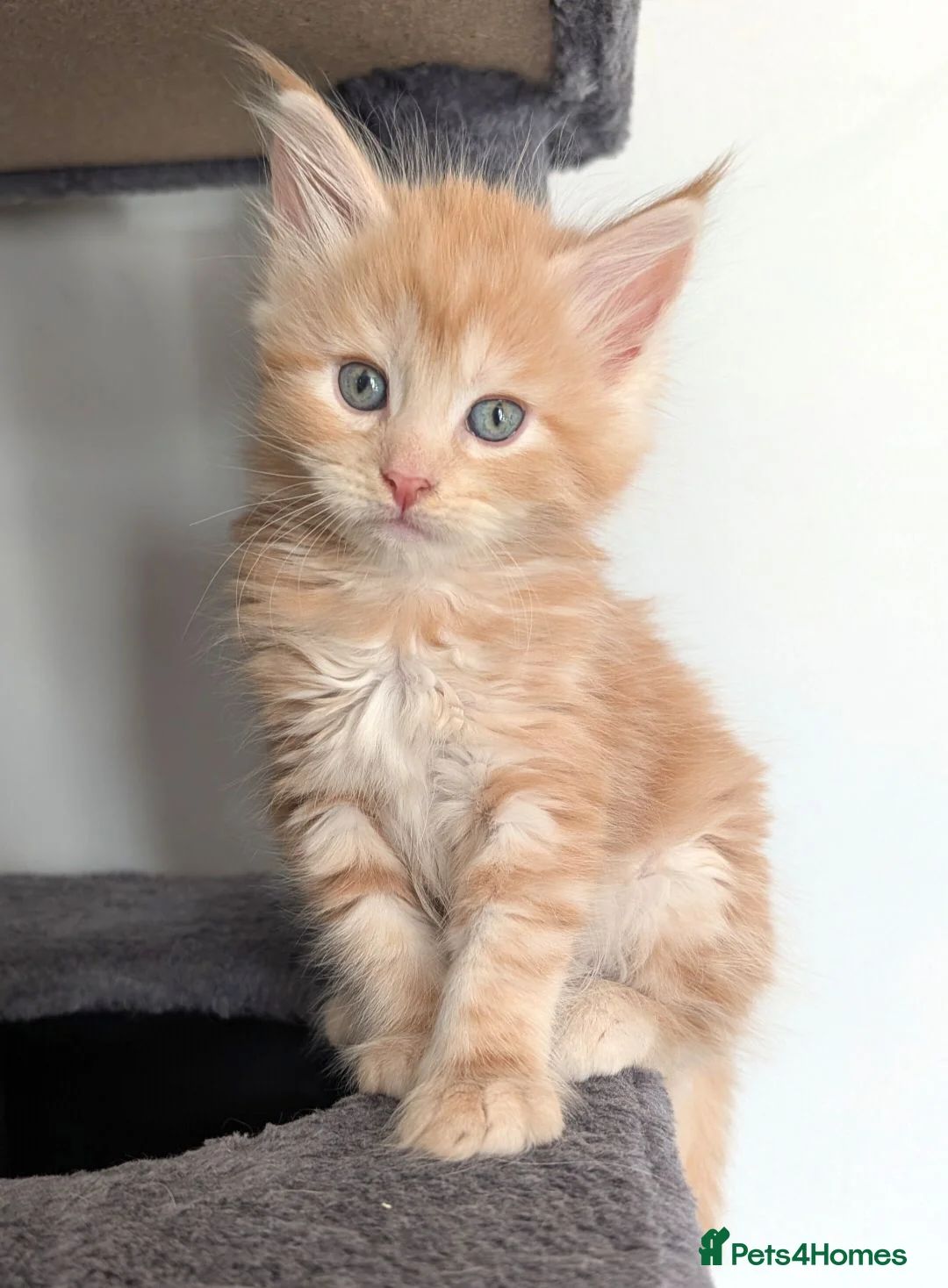 Maine Coon cats for sale: Three rare ginger and white Maine Coon females  - Advert 2