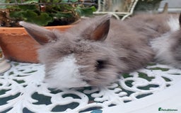 Lionhead rabbits for sale: PUREBRED DOUBLE/TEDDY LION HEAD BABIES  - Image 12