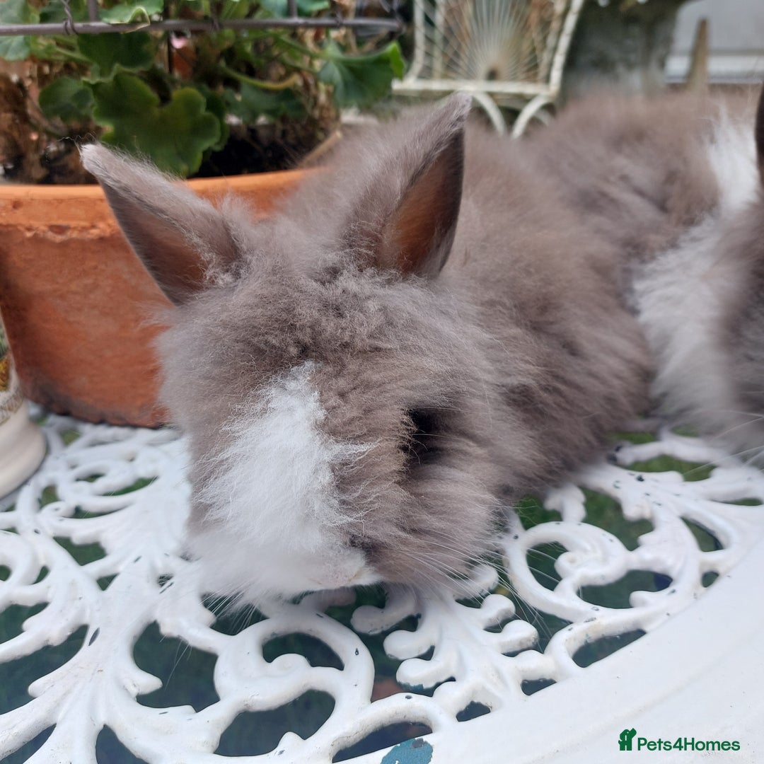 Lionhead rabbits for sale: PUREBRED DOUBLE/TEDDY LION HEAD BABIES  - Image 12