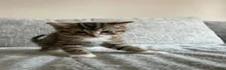 Ragdoll cats for sale: X5 Beautiful Ragdoll X kittens for sale  - Advert 11