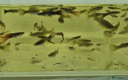 Live Bearers fish for sale: Mixed sized guppys,postage or collection - Image 8