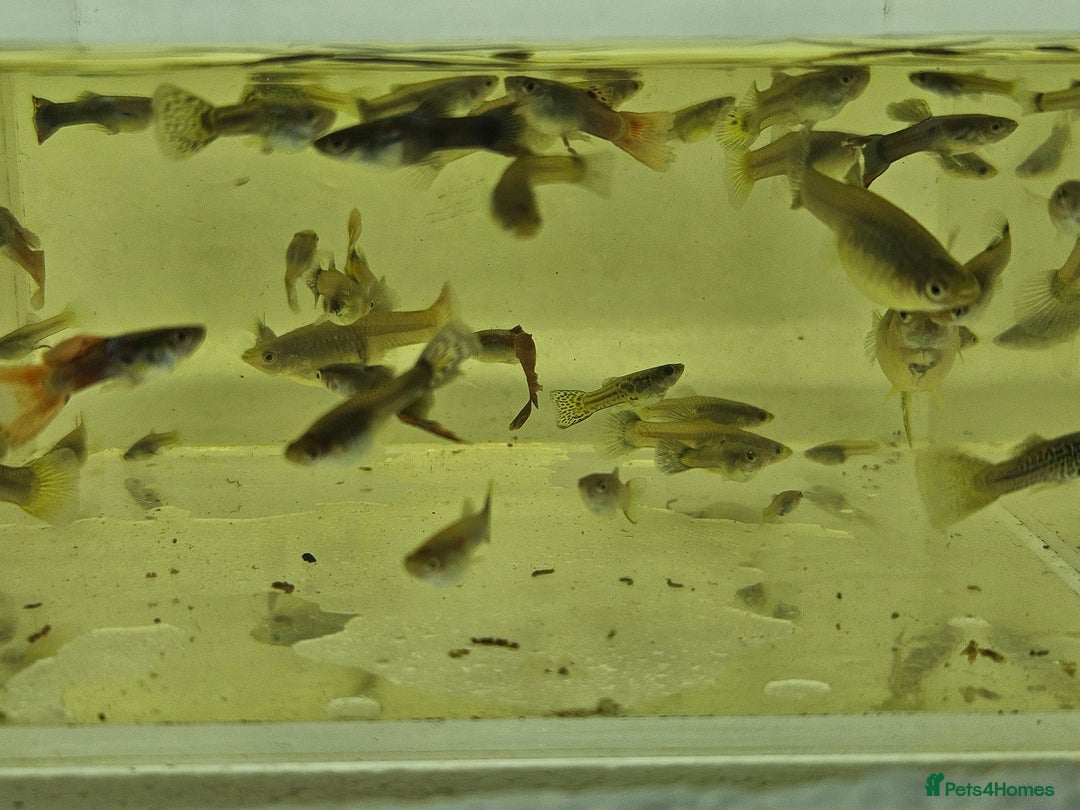 Live Bearers fish for sale: Mixed sized guppys,postage or collection - Image 8