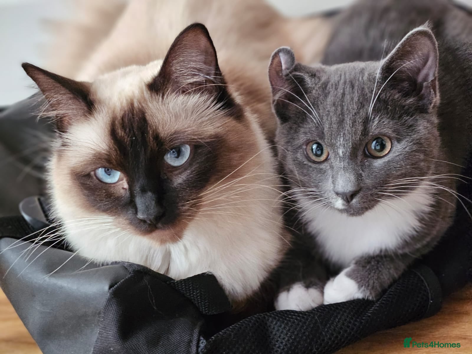 Ragdoll cats Female ragdoll looking for a loving home  - Advert 1