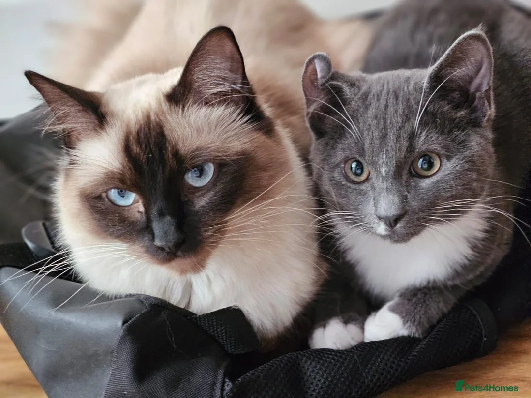 Ragdoll cats for sale: Female ragdoll looking for a loving home  - Advert 1