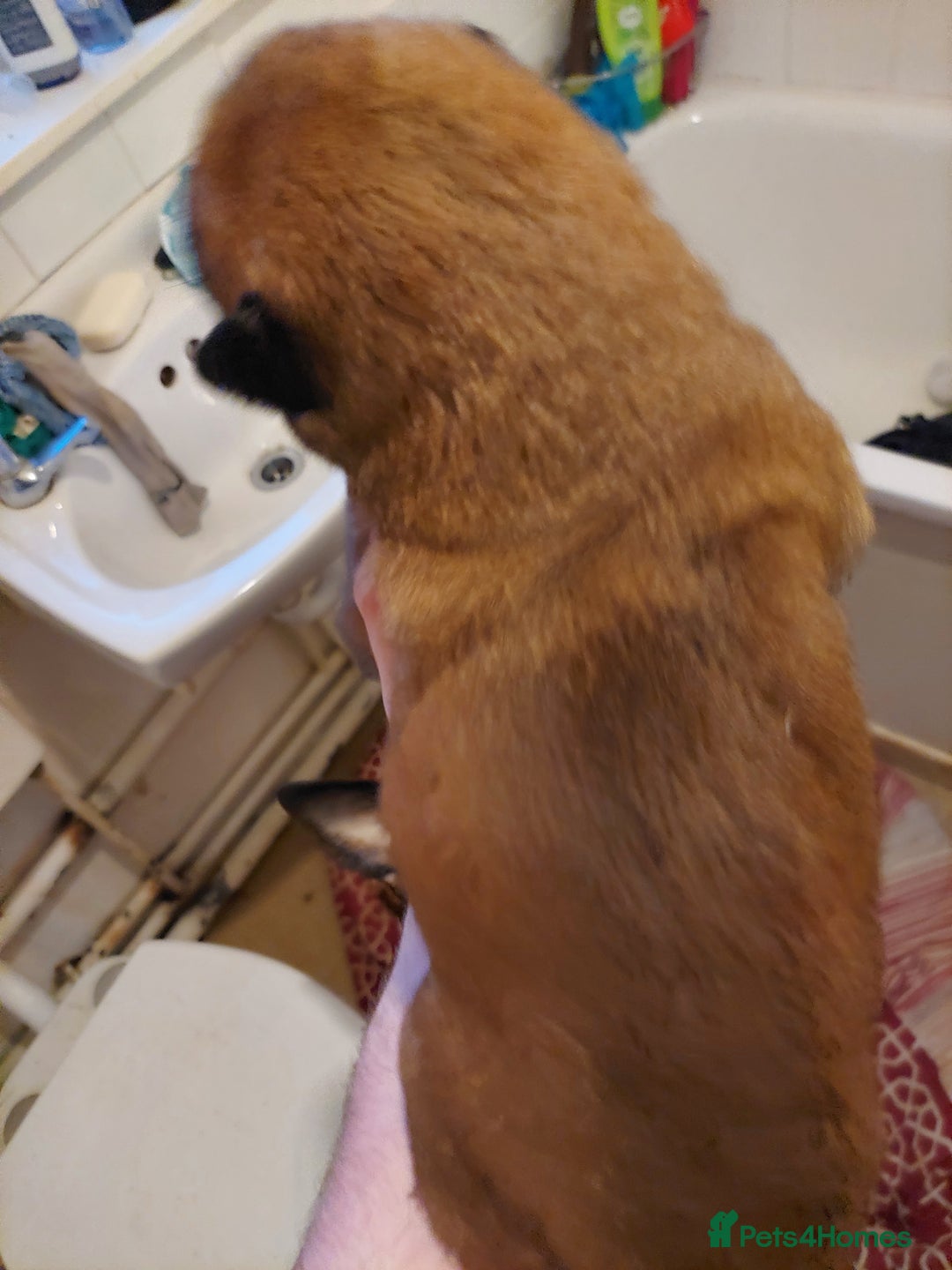 Belgian Shepherd Dog dogs for sale: Xl Belgium malinois pups dad kc regged  - Image 1