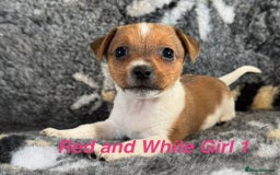 Jack Russell dogs for sale: Stunning Jack Russell pups - Image 6
