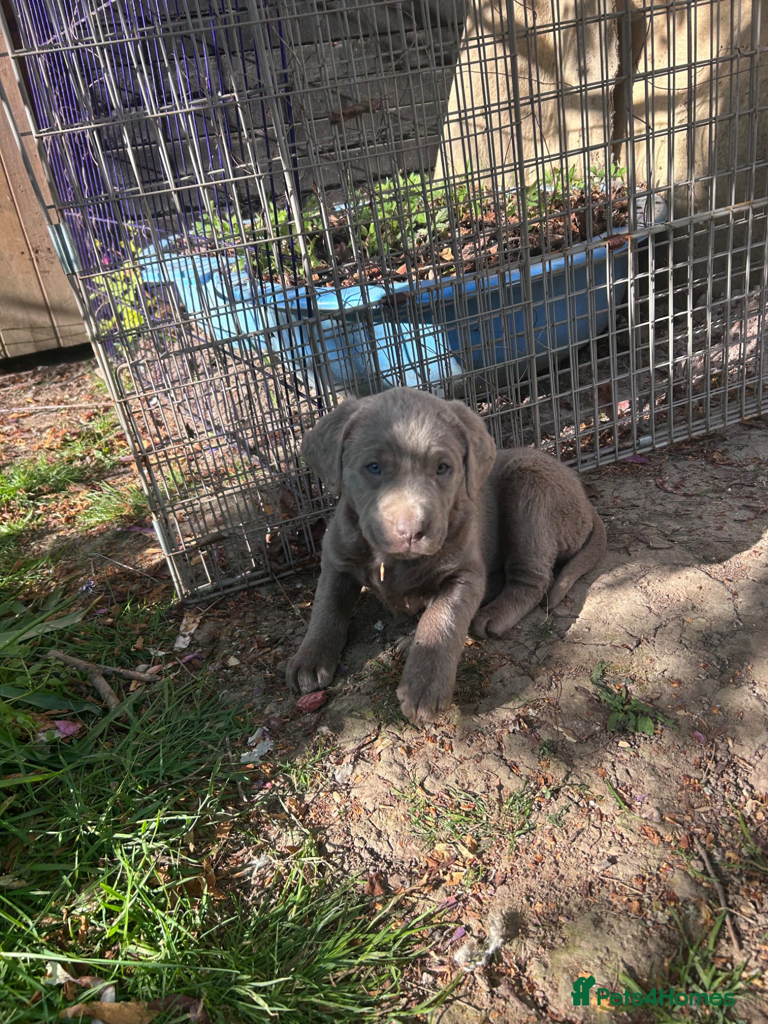 Labrador Retriever dogs 5 generations pedigree silver Labrador puppies  - Advert 1