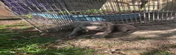 Labrador Retriever dogs for sale: 5 generations pedigree silver Labrador puppies  - Advert 1
