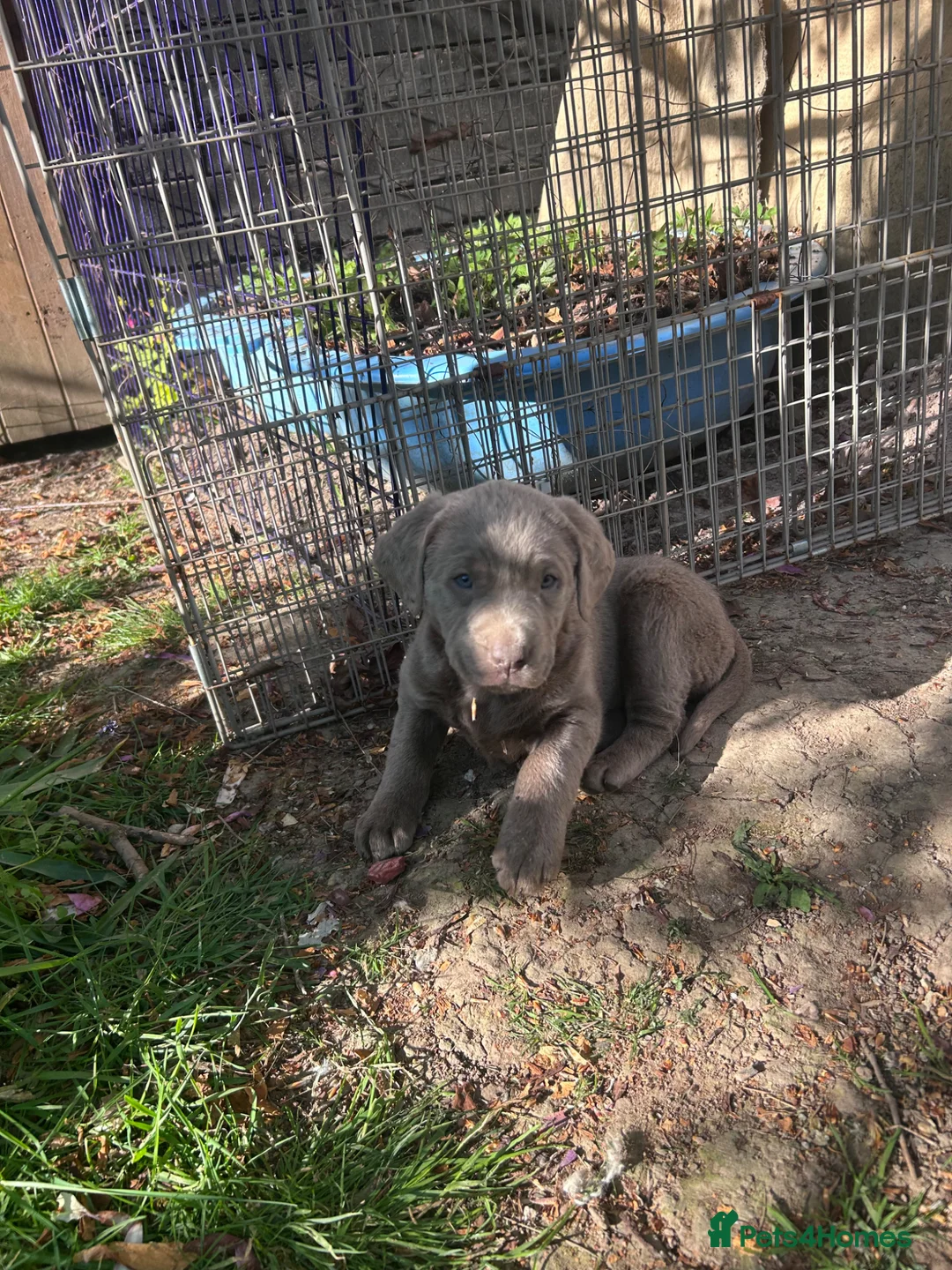 Labrador Retriever dogs for sale: 5 generations pedigree silver Labrador puppies  - Advert 1